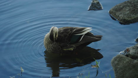 Schwarz-Gefiederte-östliche-Fleckschnabelente,-Die-Ihre-Federn-Auf-Einem-Teich-Ausgiebig-Putzt-Und-Putzt