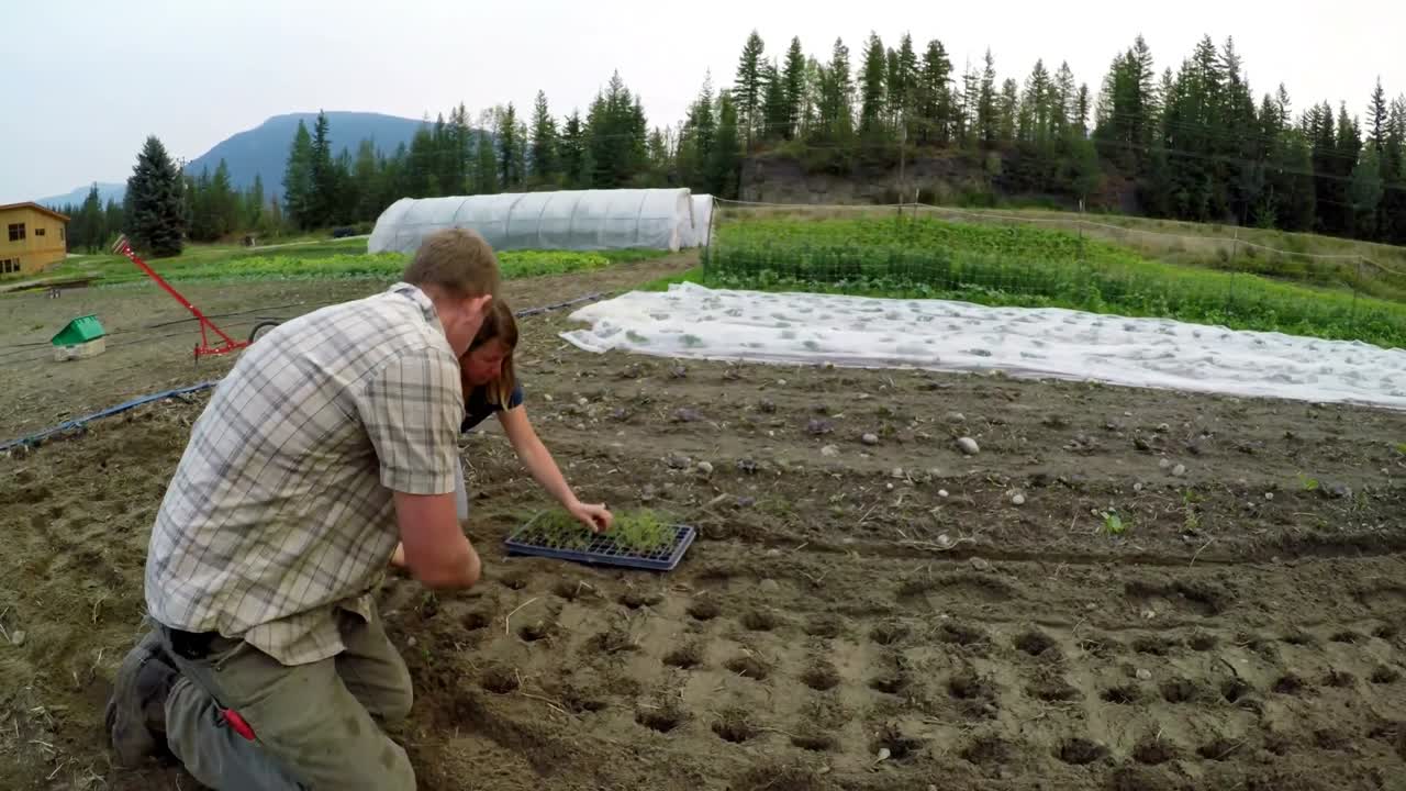 пара саженцев на ферме 4к
