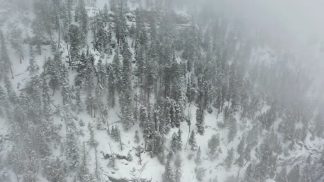 Tormenta-De-Nieve-Y-Niebla-Sobre-El-Bosque-De-Coníferas-En-El-Frío-Paisaje-Invernal-De-Colorado,-Ee.uu.