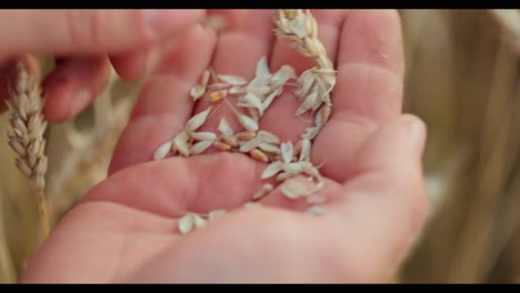 hand picking wheat seeds