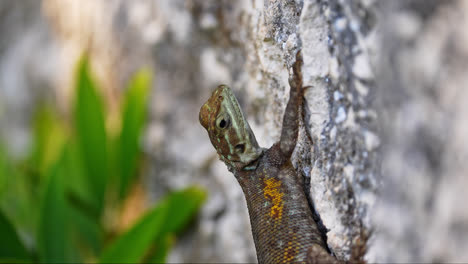 handheld shot of a female agama lizard looking around while sitting on a stone