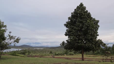 Lonely-tree-next-to-the-jungle-airstrip---wide-fixed-shot