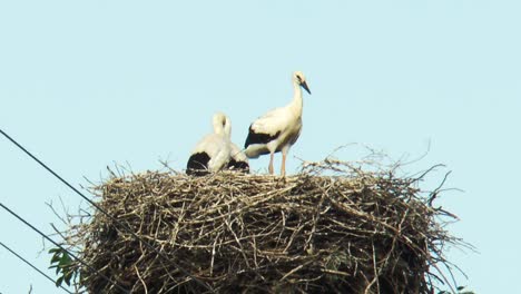 white storks in the nest