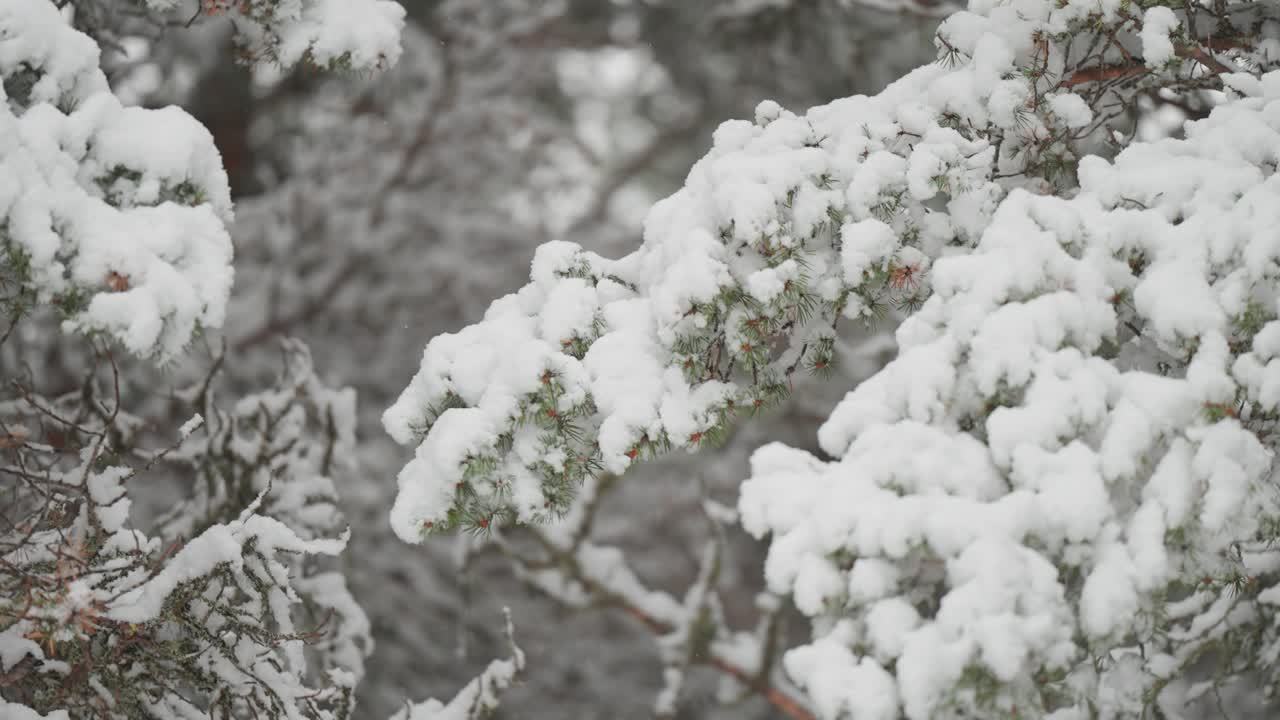 los copos de nieve ligeros cubren lentamente las ramas de un pino durante la primera nevada