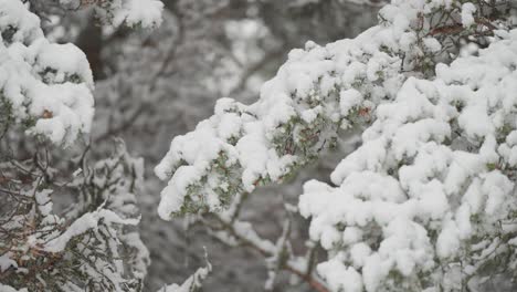 Light-snowflakes-slowly-cover-the-branches-of-a-pine-tree-during-the-first-snowfall