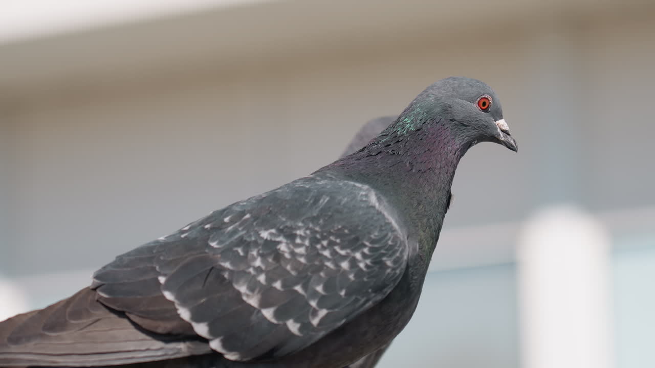 Close up of two pigeons perched with one in sharp focus showing detailed feathers and vibrant red eye while another partially hidden behind, set against soft blur of building windows in background