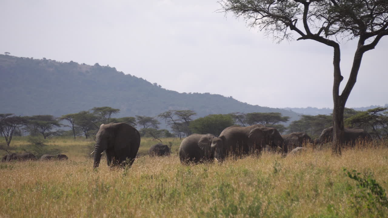 Famiglia di elefanti in una verde prateria della savana africana. Animali in un'area di conservazione di un Parco Nazionale, Africa