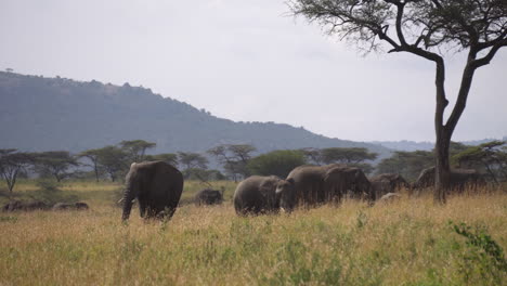 elephant family in green meadow of african savannah. animals in conservation area of national park, africa