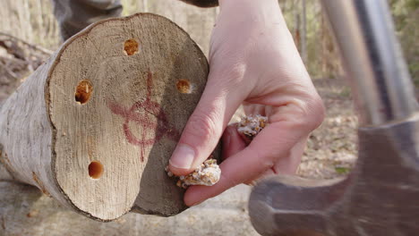 Mushroom-plug-spawn-hit-into-holes-of-log-with-hammer,-closeup