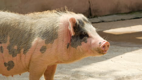 domestic pig with black spots wagging its tail at anseong farmland