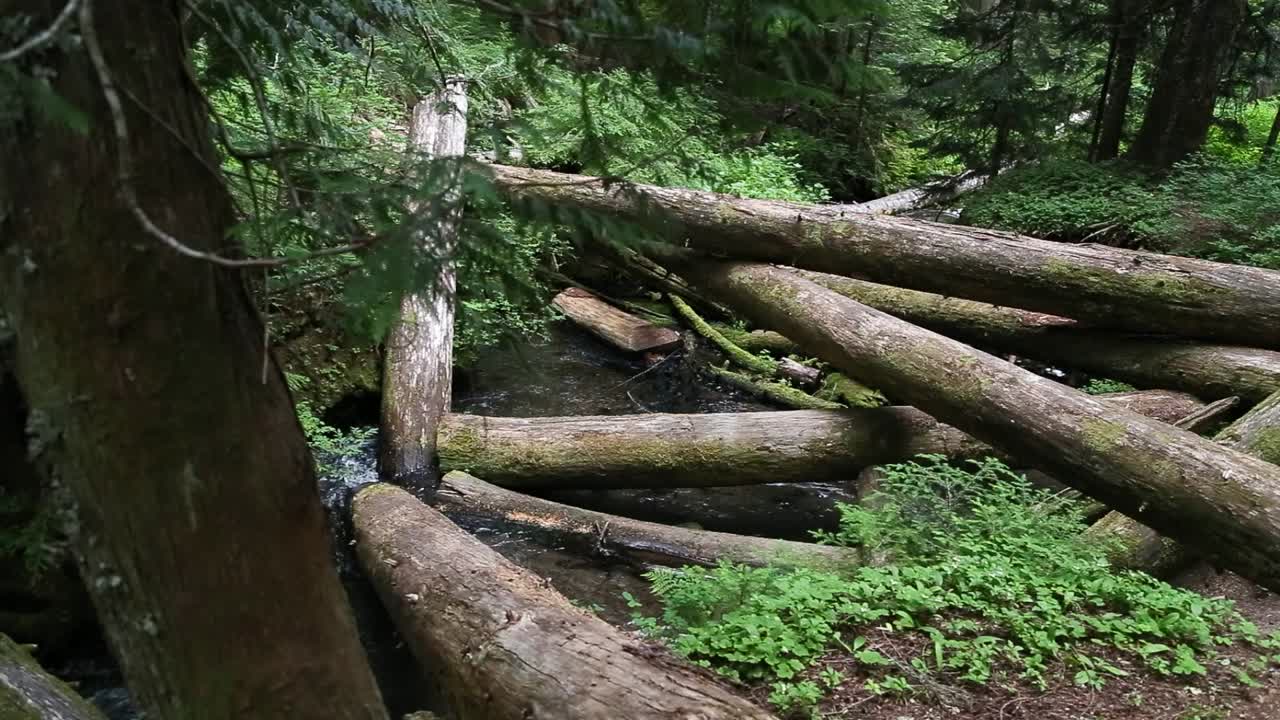 small river with logs and trees green camping river bank trees outside summer fun peaceful