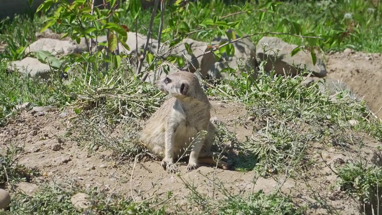 Seekor meerkat duduk dengan tenang di antara rumput dan vegetasi rendah, melihat ke arah kamera di bawah sinar matahari alami yang cerah