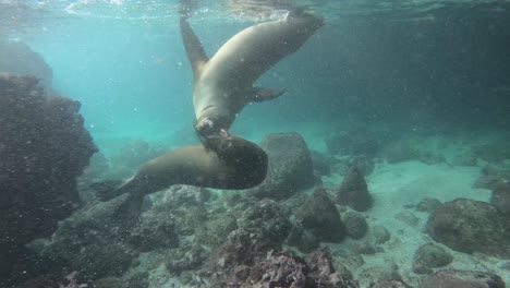 Verspieltes-Schwimmen-Mit-Einem-Seelöwen-Unter-Wasser-Auf-Den-Galapagosinseln