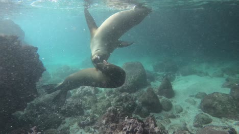 playful swimming with a sea lion underwater in the galapagos islands