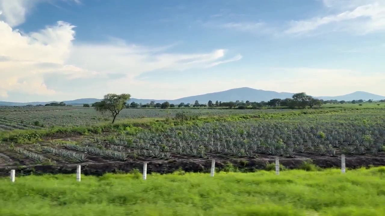 Opptak fra bilvinduet av blå agaveåkre og fjell på en solrik dag, Jalisco, Mexico