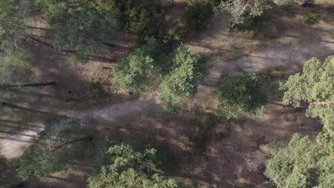Disparo-De-Drones-Siguiendo-El-Camino-Desde-Arriba-A-Través-Del-Bosque