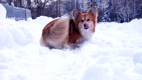 funny corgi fluffy puppy walking outdoors at the winter day