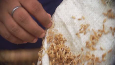 red natural raw organic rice with embryo close up of asiatic labor hands sifting rice embryo