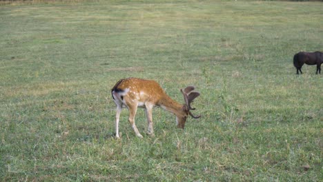 gamo macho rascándose la cabeza en un prado verde, tiro estático