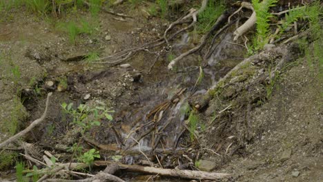 Running-water-down-forest-roots-and-dirt