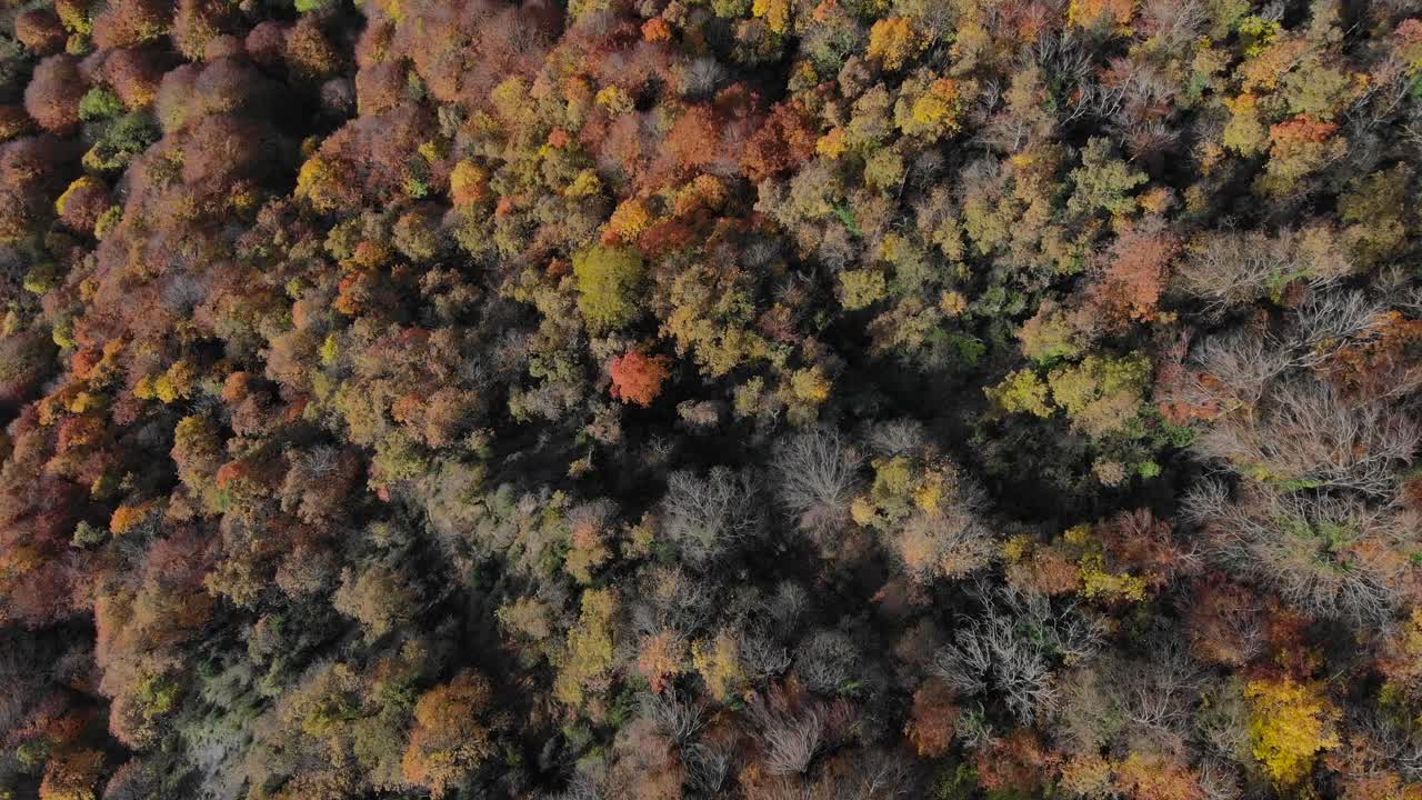 antena: plano cenital de un bosque otoñal con árboles de colores amarillentos