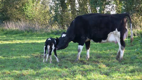 New-born-baby-calf-getting-cleaned-by-its-mother