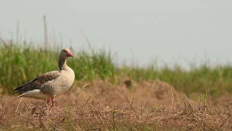 greylag goose, anser anser, bueng boraphet, nakhon sawan, thailand