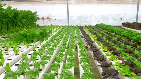 green leafy lettuce plants in an hydroponic growing setting