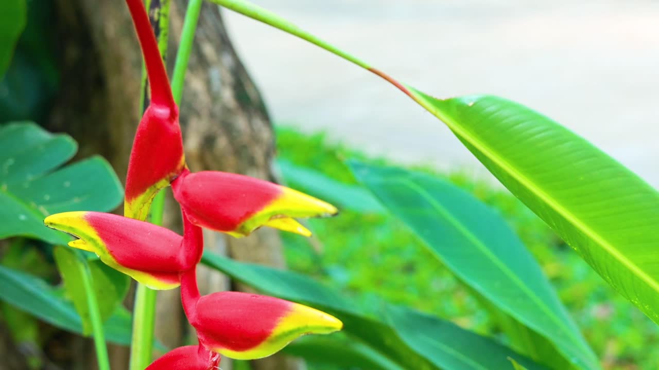푸른 열대 환경 에 있는 생생 한 헬리코니아 꽃 들 의 클로즈업 으로, 그 들 의 눈에 띄는 빨간색 과 노란색 색조 를 보여 준다