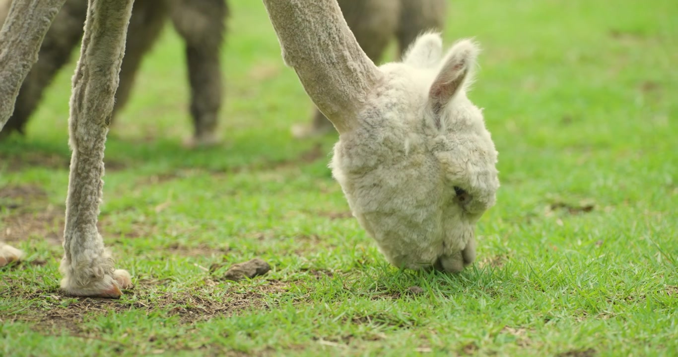 Cận cảnh góc thấp một chú lạc đà alpaca trắng xù đang cúi đầu lông xù gặm cỏ xanh, hai chân trước có thể nhìn thấy trên đồng cỏ tại Công viên Hoa và Chim Jeju Hwajoowon, Hàn Quốc.