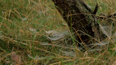 atrapando telarañas cubiertas de rocío matutino, colocadas en un prado entre tallos, día brumoso en un prado de otoño, pino, tiro medio moviéndose lentamente en un viento tranquilo