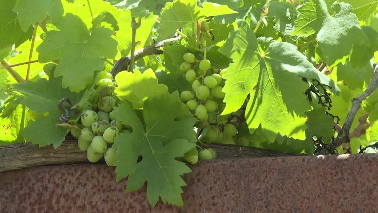 Green Grapes on Vine