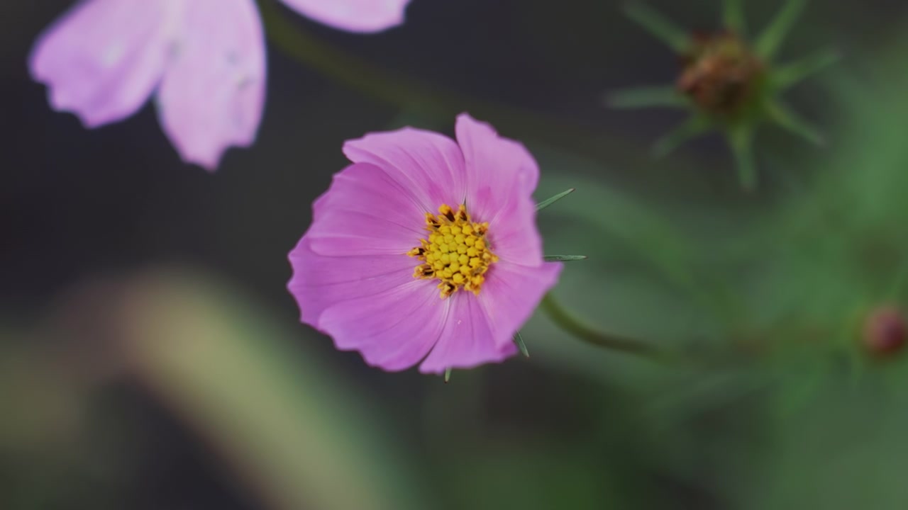 Levende lyserød kosmosblomst, der blomstrer og svajer i en have
