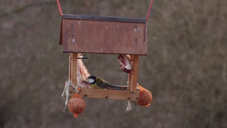 Eine-Kohlmeise-Auf-Ihrem-Vogelhaus,-Die-Ihr-Futter-Pickt---Halbtotale