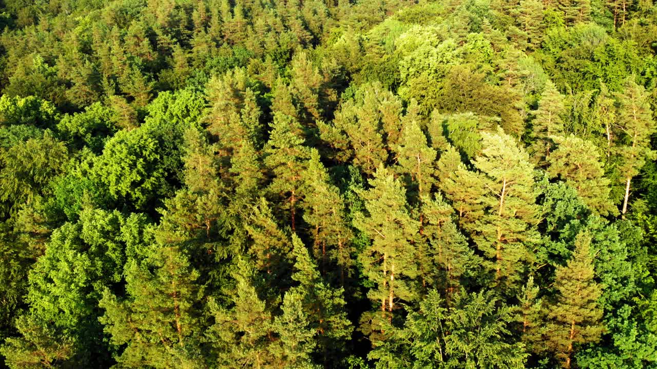 disparo de auge de un dron del bosque boreal polaco en el distrito de pomerania