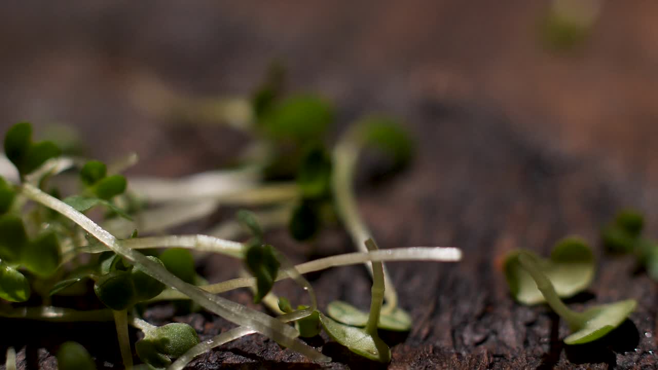 primer plano de las microgreenes