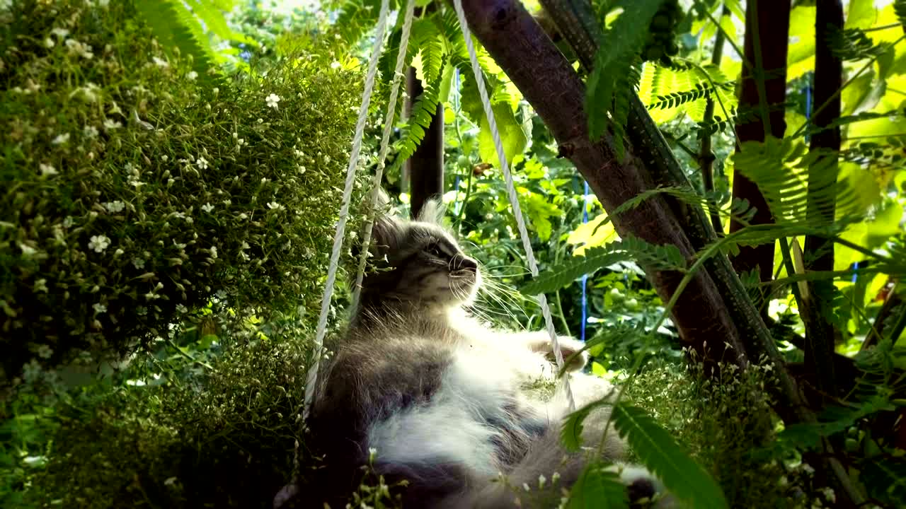 котенок спит