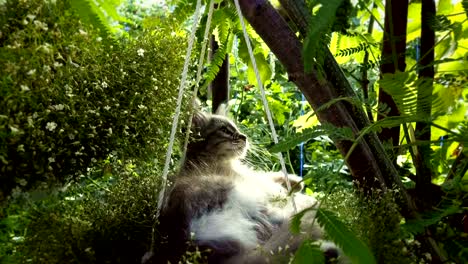 kitten sleeping