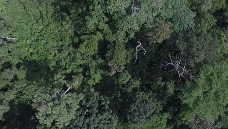 Drone-footage-from-high-above-as-it-slowly-pans-over-the-trees