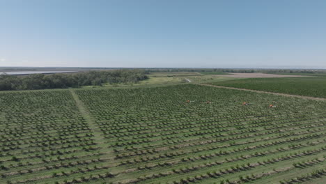 drone shot of orange tree plantations near moree, new south wales, australia