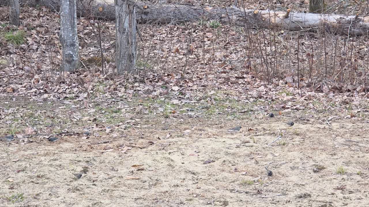 Small forest birds search for food on dry leaves and soil in Maniwaki woodland