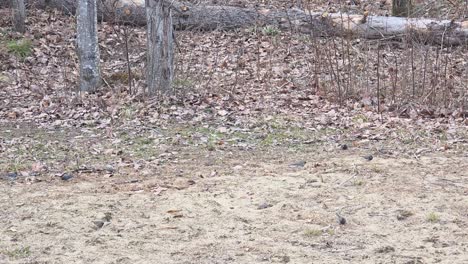 small forest birds search for food on dry leaves and soil in maniwaki woodland