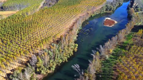 bosque mixto en las orillas del río