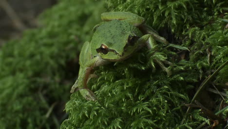 Ein-Grüner-Frosch-Sieht-Sich-Um-1