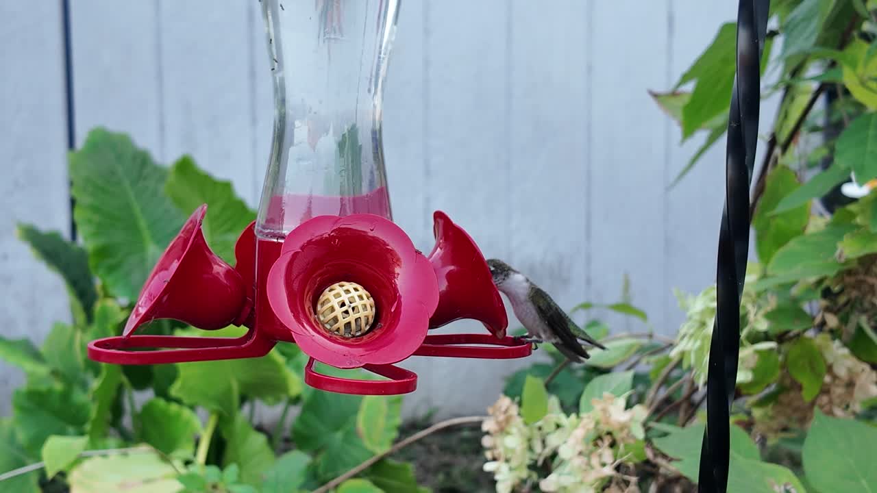 Hummingbird at feeder in garden
