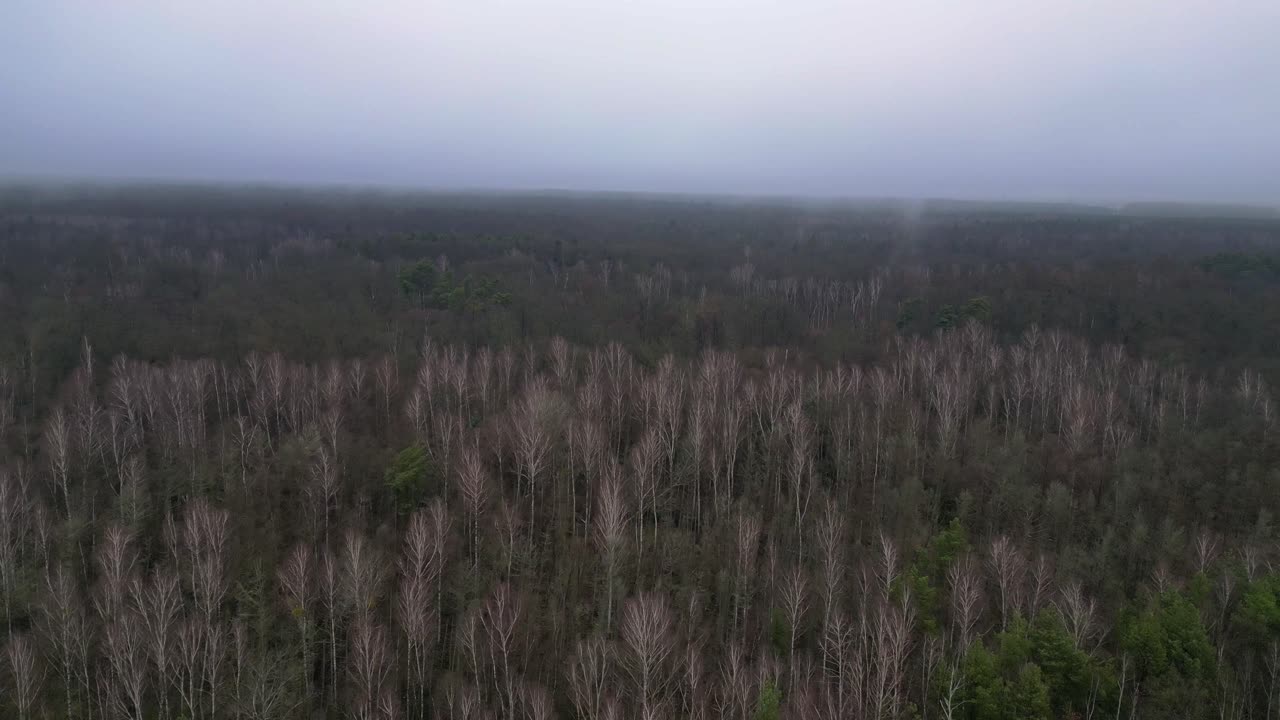 어두운 겨울 날 동안 잎이 없는 버드 숲을 는 안개. 마법의 공중 전망 비행 비행 역 드론