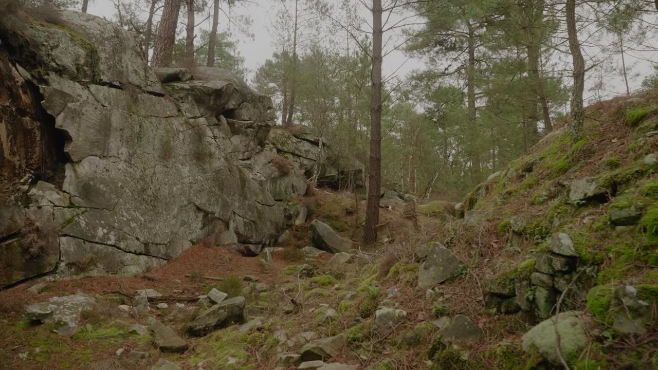 POV Walking Through Forest, Steadicam Shot