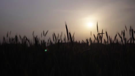 a field of cereals at sunset