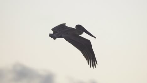 brown pelican flying along sky in slow motion