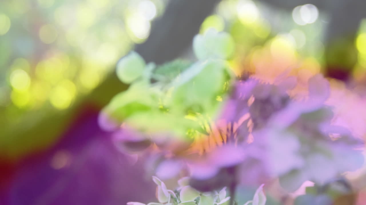 Blending colorful abstract floral shapes with soft focus in animation style